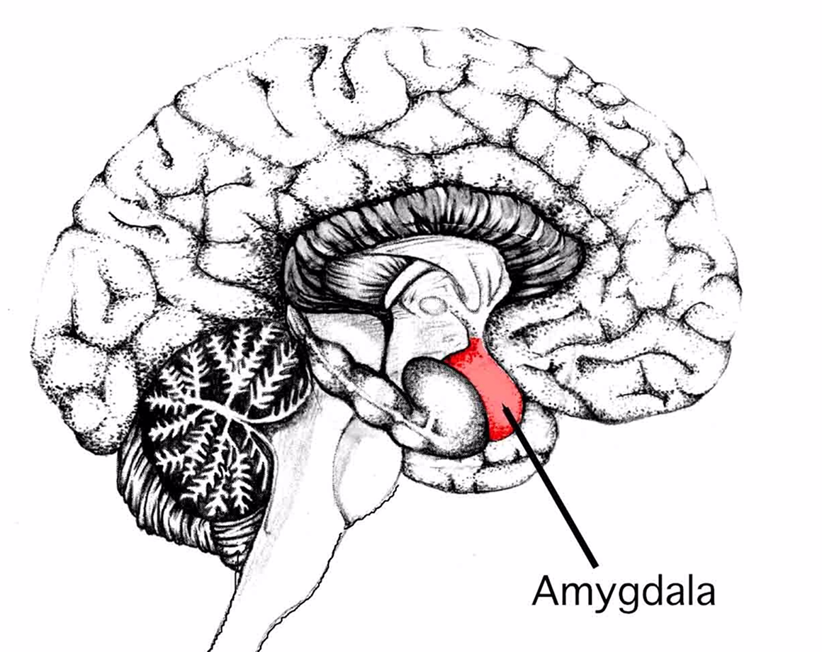 Diagram of the human brain showing the amygdala and thalamus, key regions for emotional and sensory processing