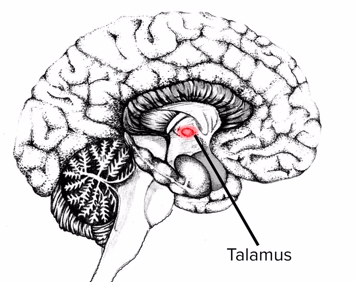 Anatomical illustration of the human brain highlighting the thalamus — the central relay for sensory information.