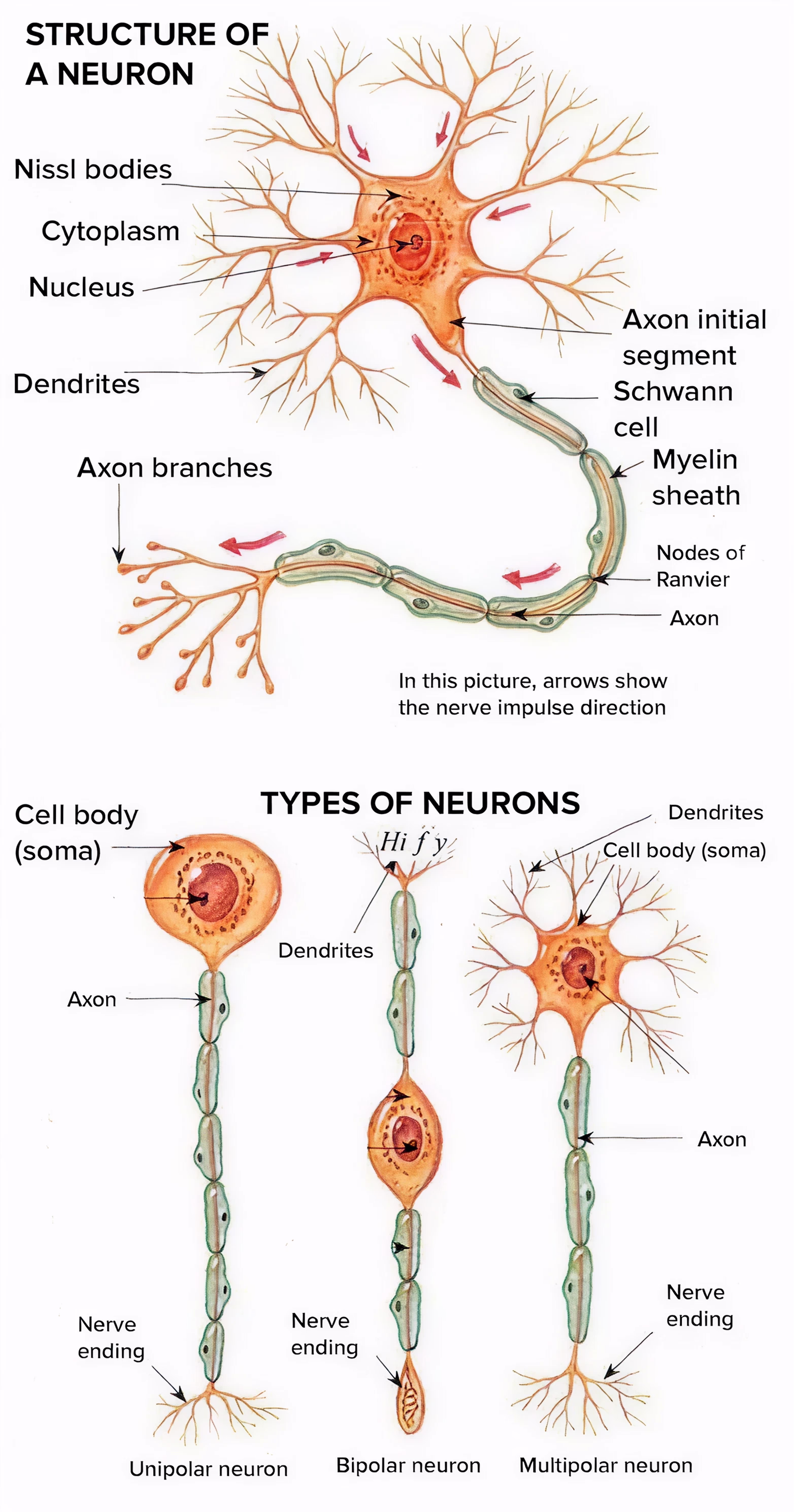 Diagram showing the structure of a neuron and types of neurons including unipolar, bipolar, and multipolar neurons
