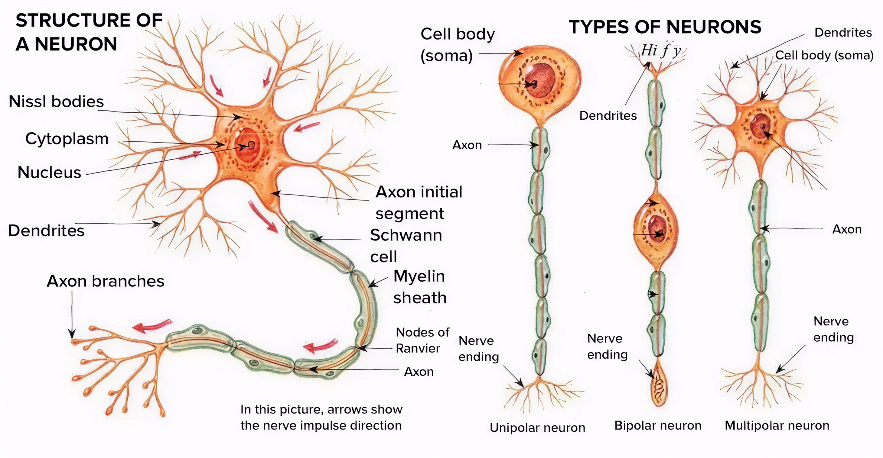 Diagram showing the structure of a neuron and types of neurons including unipolar, bipolar, and multipolar neurons