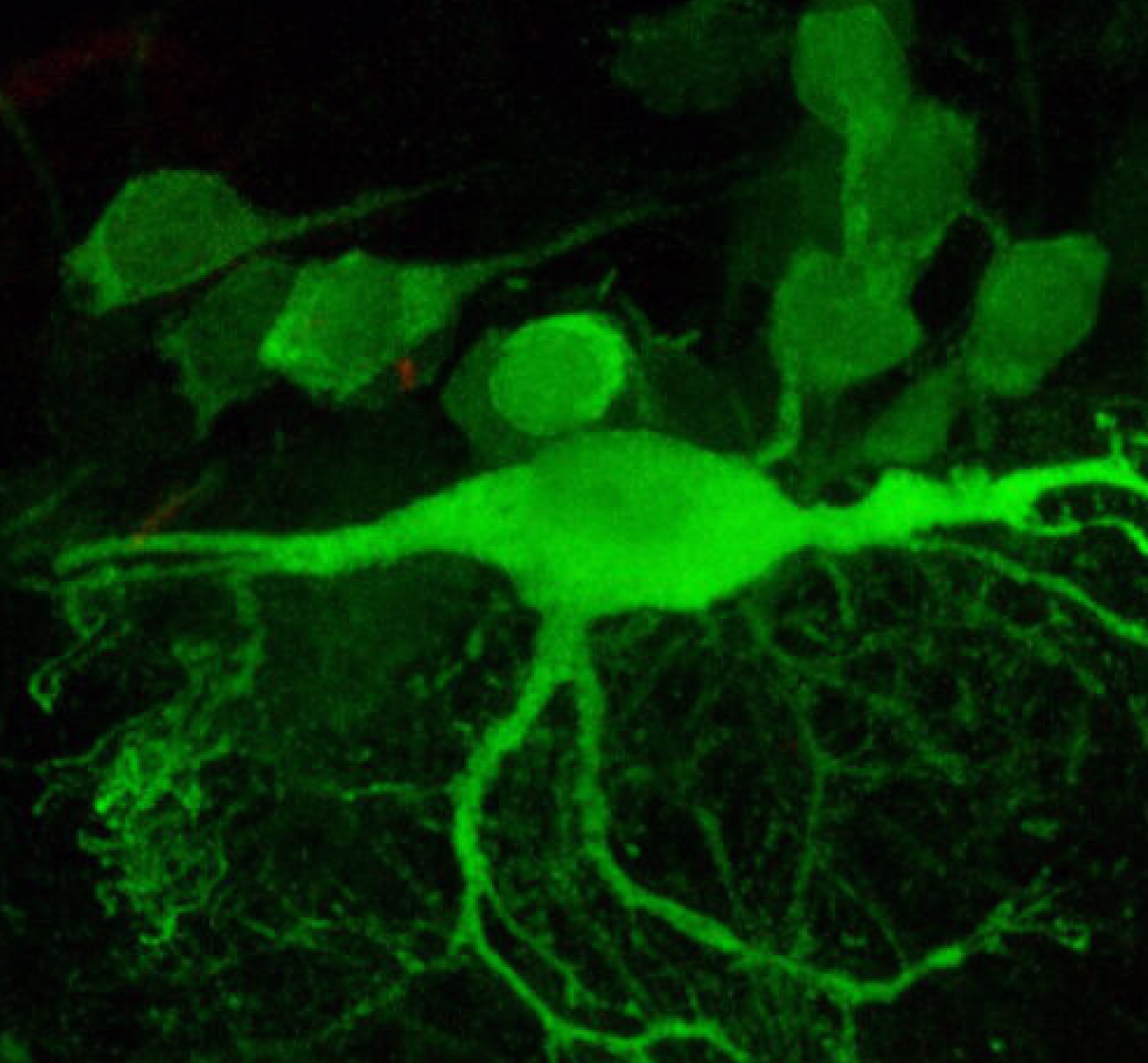 Fluorescent image of a reticulospinal neuron showing neural structure and connectivity in the human brain