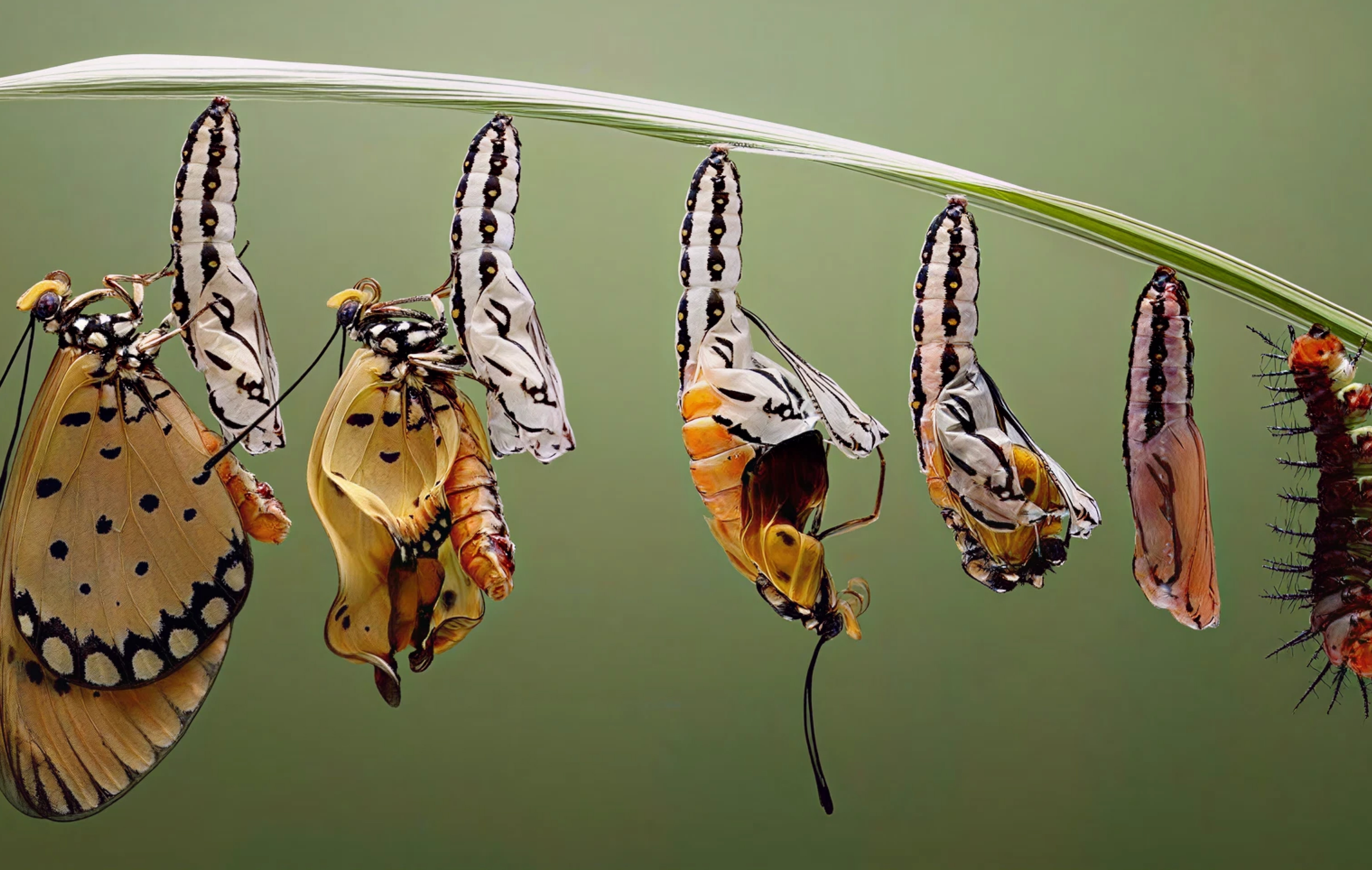 Transformation stages of butterfly from caterpillar to chrysalis to adult — symbol of biological evolution and neuroplasticity