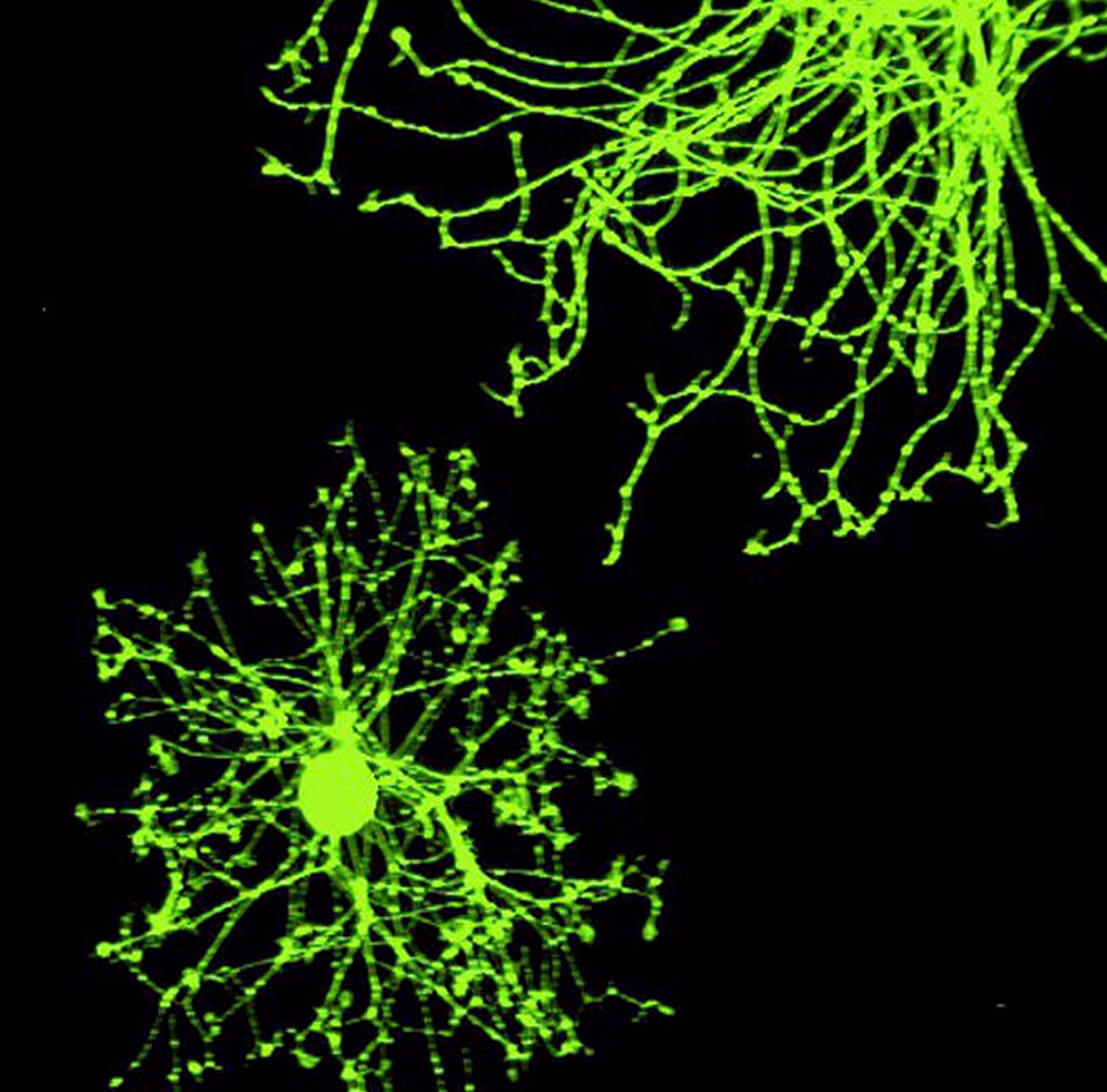 Fluorescent image of cranial neurons showing detailed dendritic structures in green