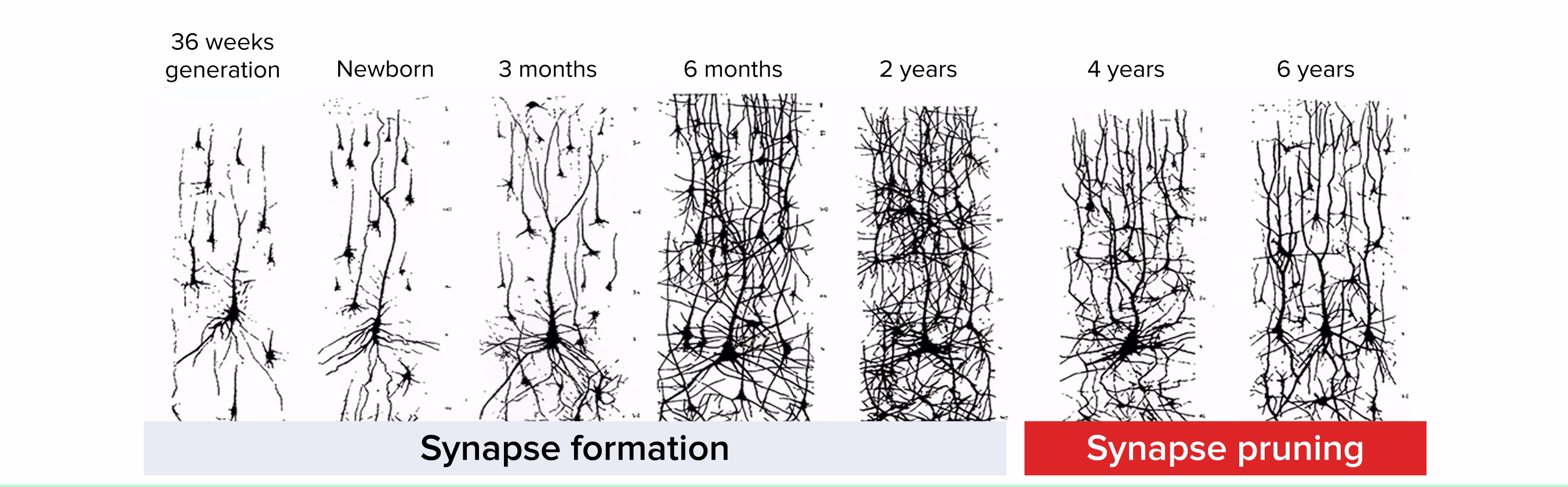 Synapse formation and pruning across child brain development from birth to 6 years